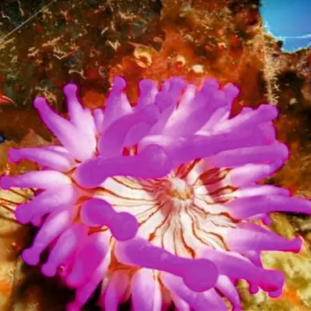 Casa de Férias Abades *